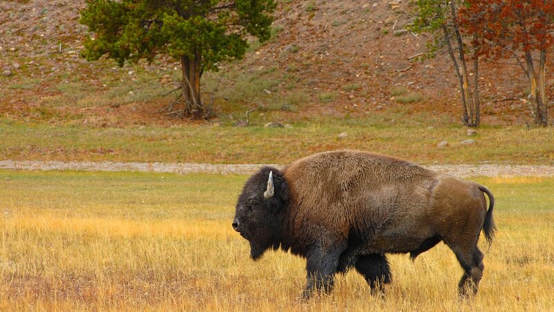 Bison in Grassland — Brown, Serene, Autumn