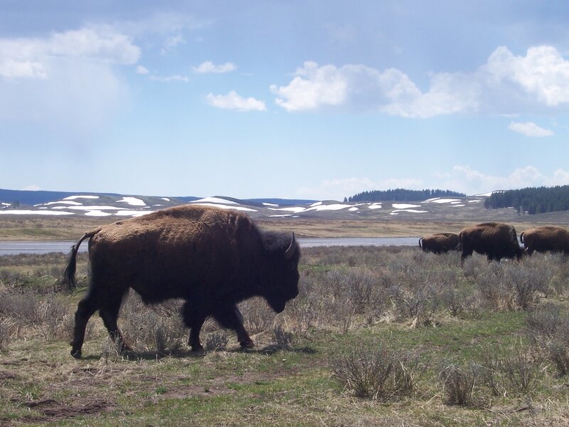 Bison in Grassland — Brown, Serene, Spring