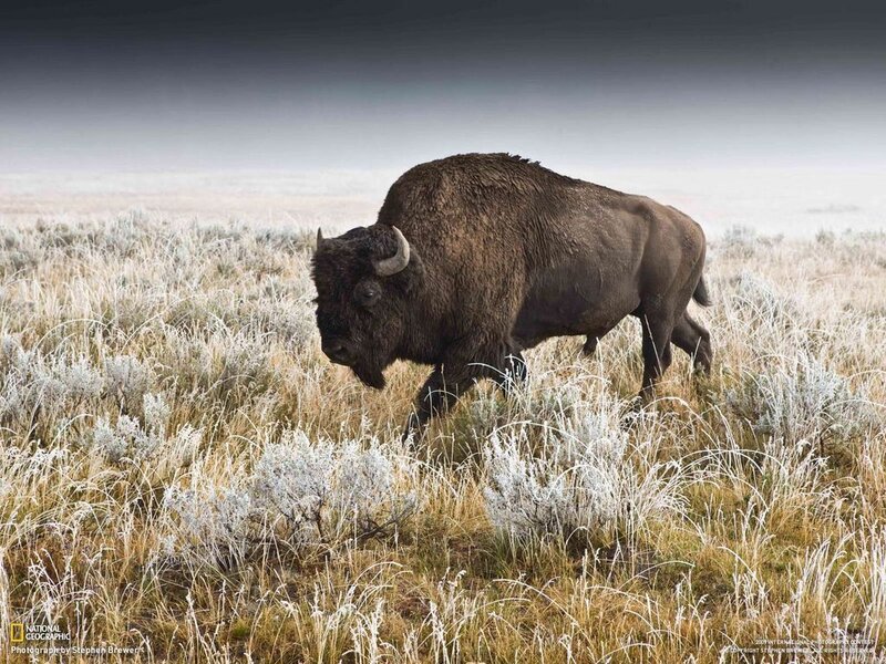 Bison in Grassland — Brown, Serene