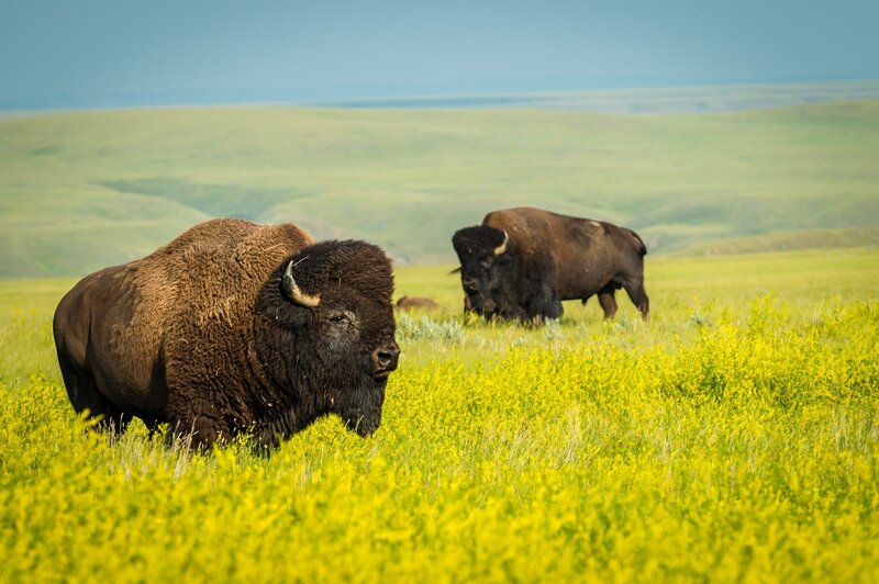 Bison in Grassland — Green, Serene, Afternoon