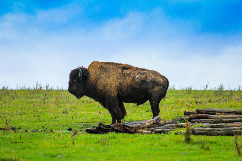 Bison in Grassland — Green, Serene