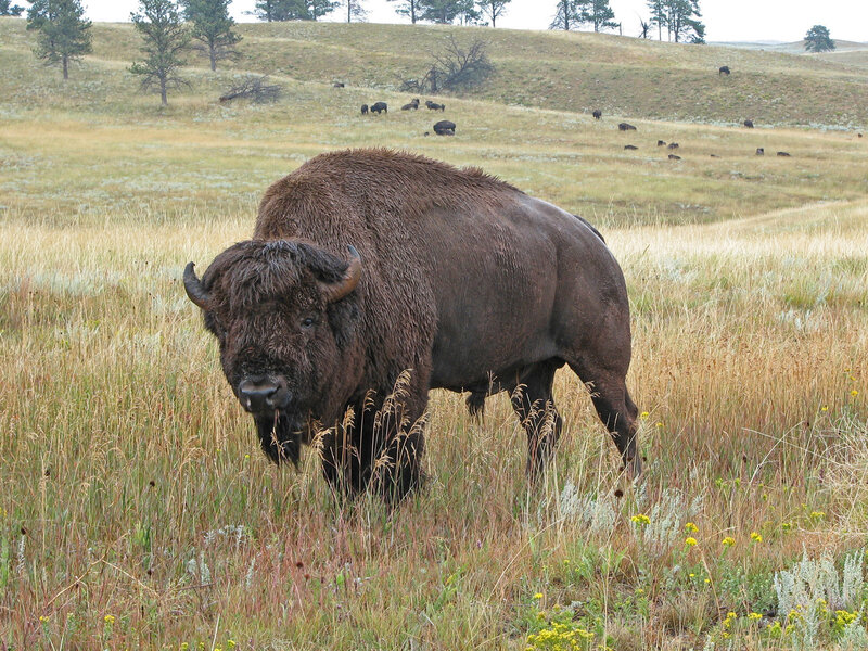 Bison in Grassland