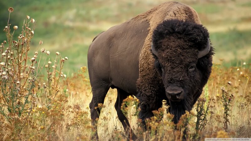 Bison in Grassy Field — Brown, Natural