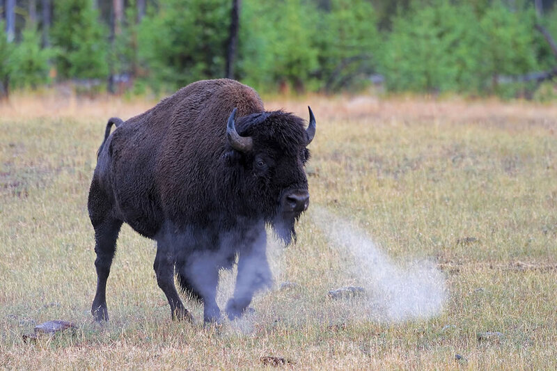 Bison in Grassy Field — Brown