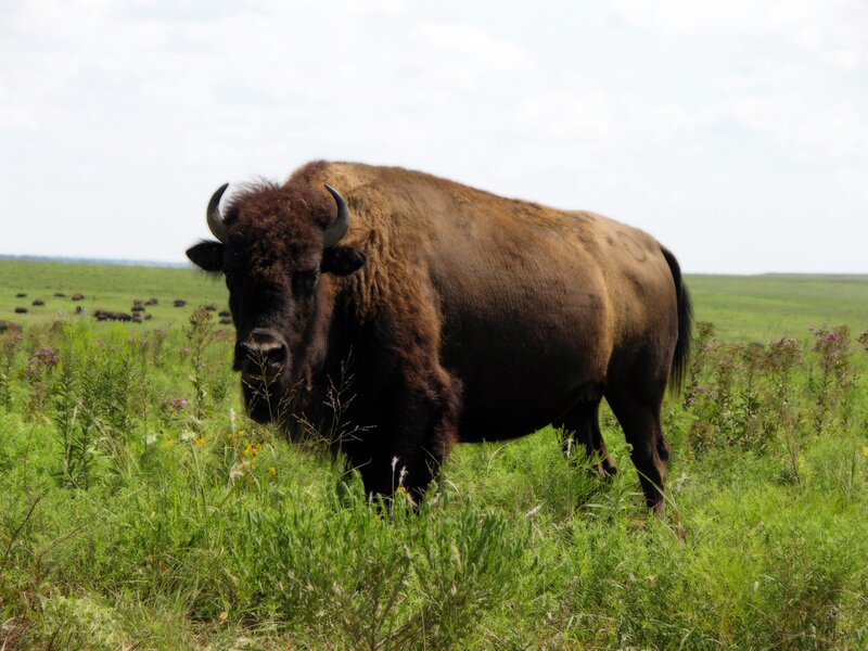 Bison in Grassy Field — Green, Calm, Afternoon