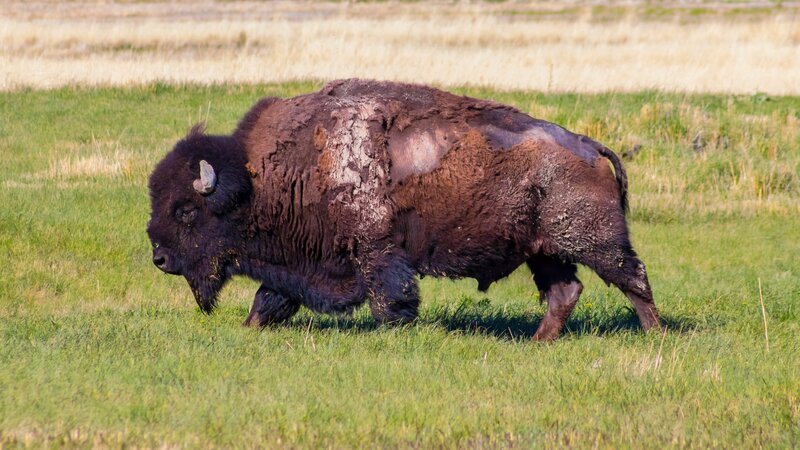 Bison in Grassy Field — Green, Calm