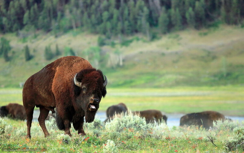 Bison in Grassy Field — Green