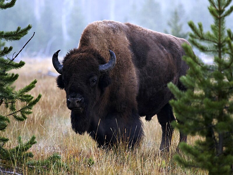 Bison in Grassy Field