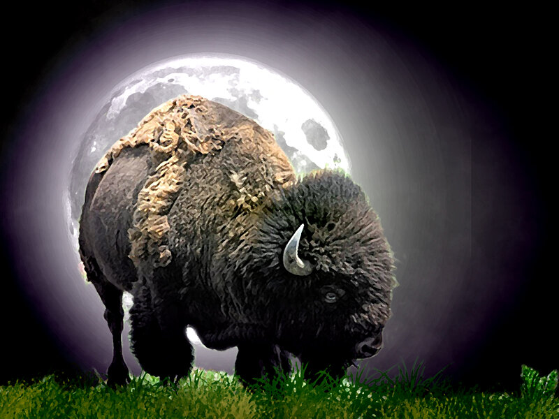 Bison in Moonlight