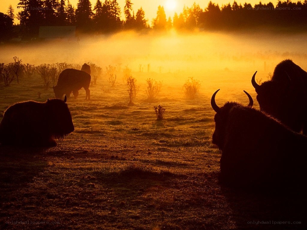Bison in morning mist