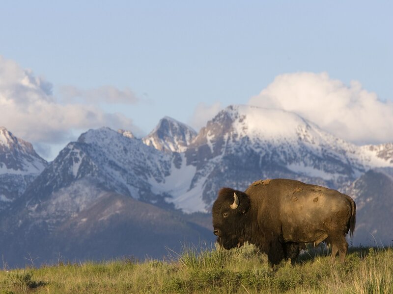 Bison in mountain landscape