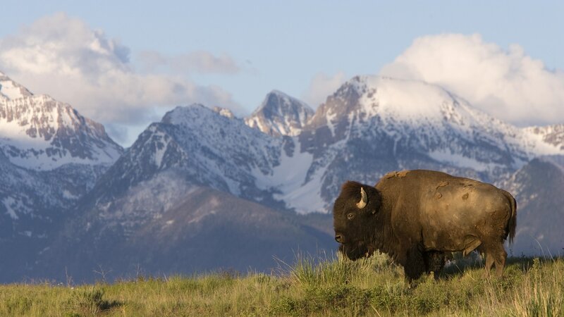 Bison in mountain landscape