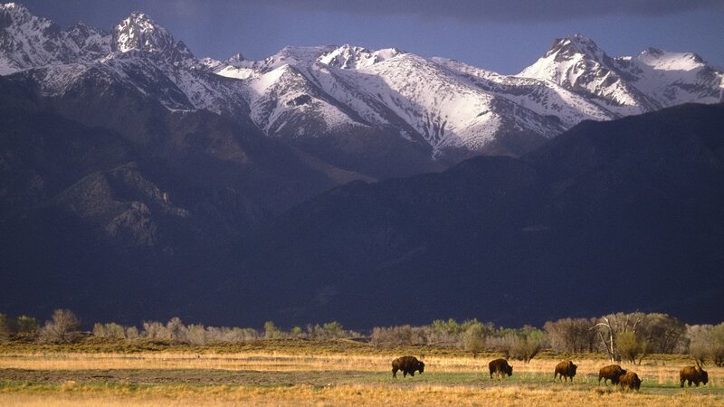 Bison in mountain valley