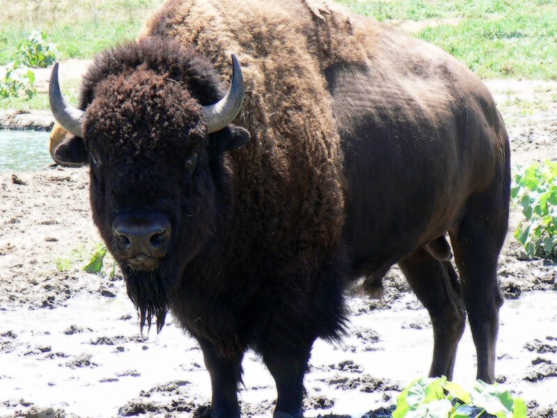 Bison in muddy field