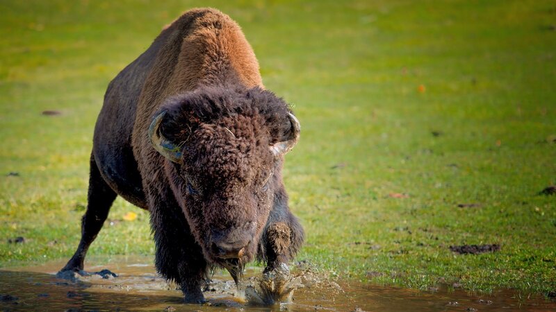 Bison in Muddy Water — Green