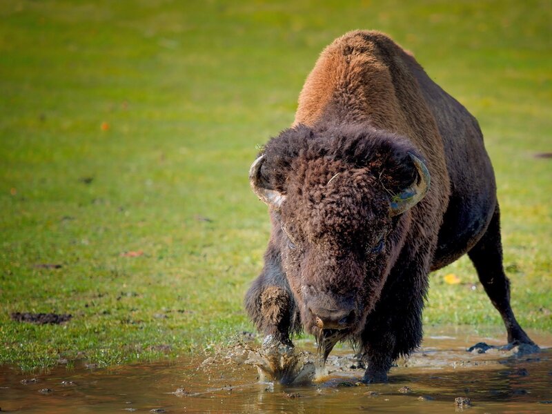 Bison in Muddy Water