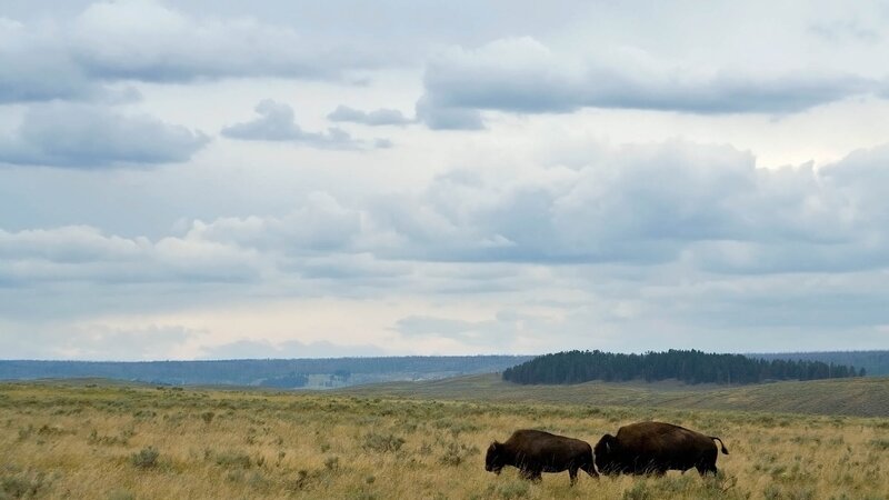Bison in open grassland