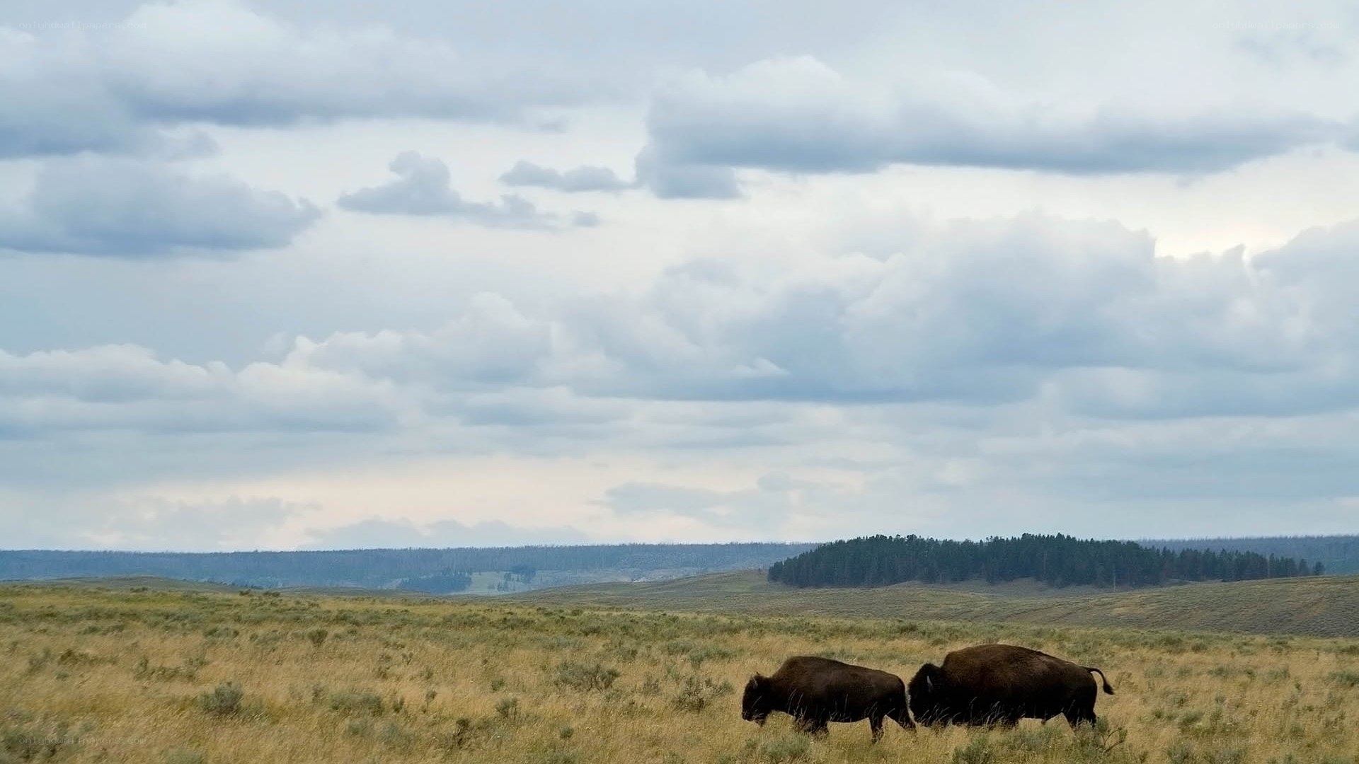Bison in open grassland