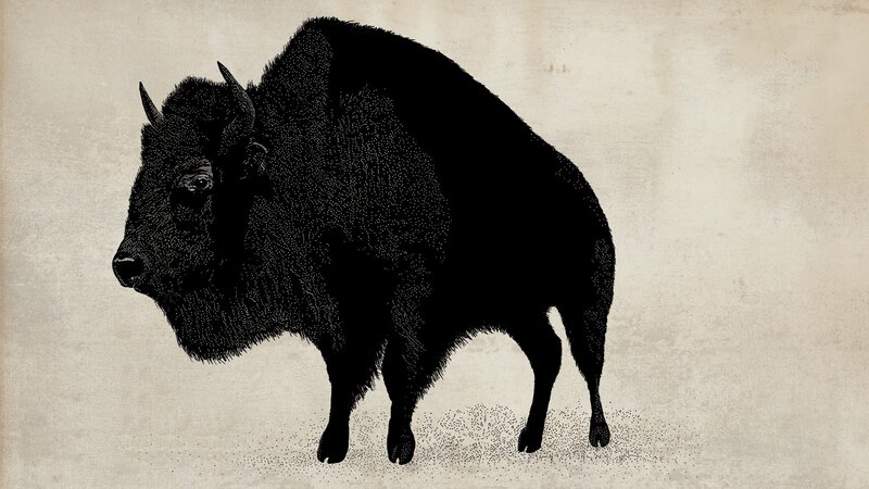 Bison in Profile — Black