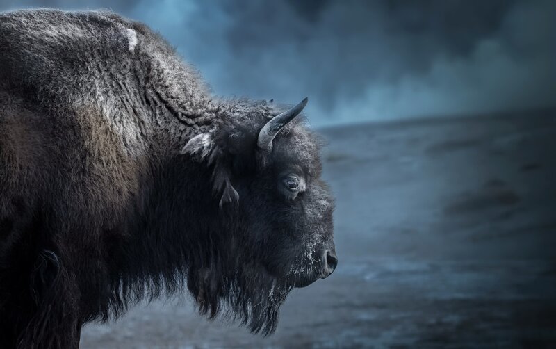 Bison in Profile — Gray