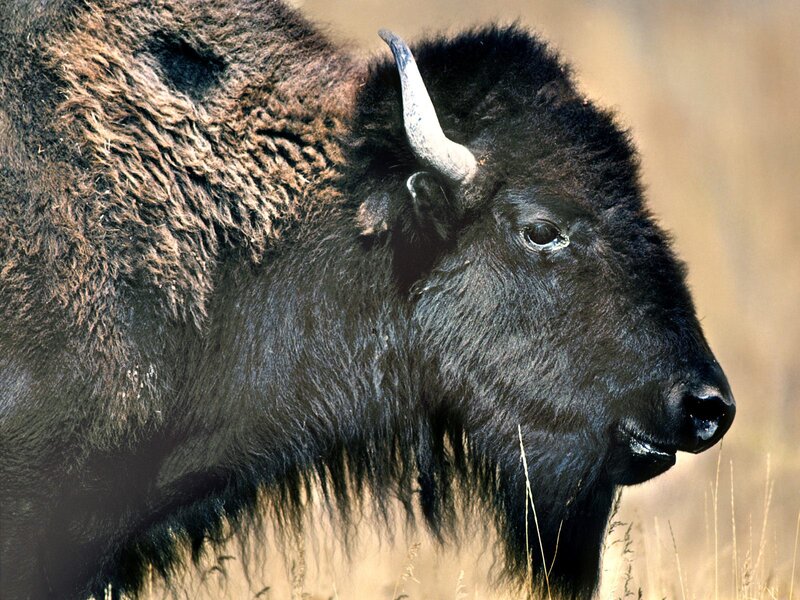 Bison in Profile