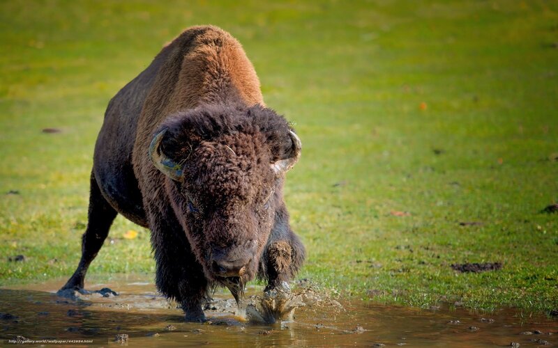 Bison in Shallow Water — Green