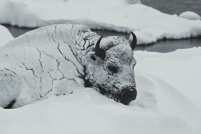 Bison in Snow — Black