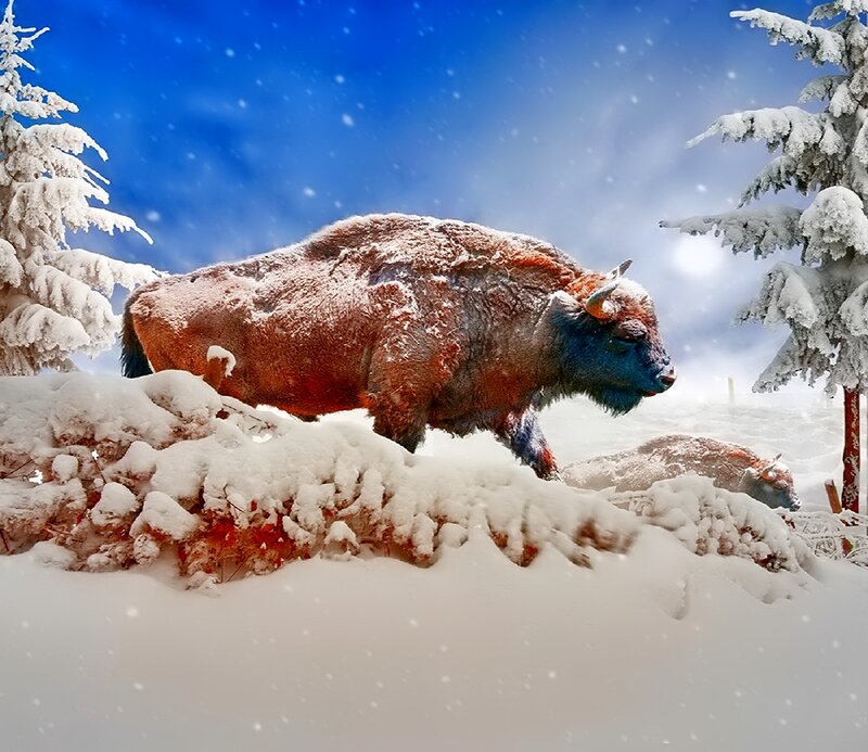 Bison in Snow — Blue
