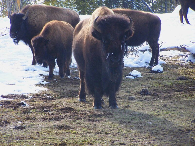Bison in Snow — Brown, Calm