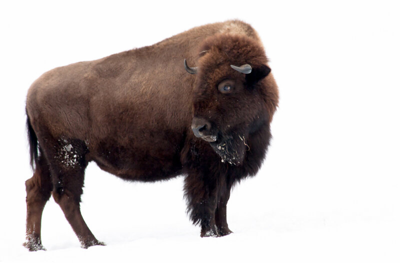 Bison in Snow — Brown, Calm, Winter