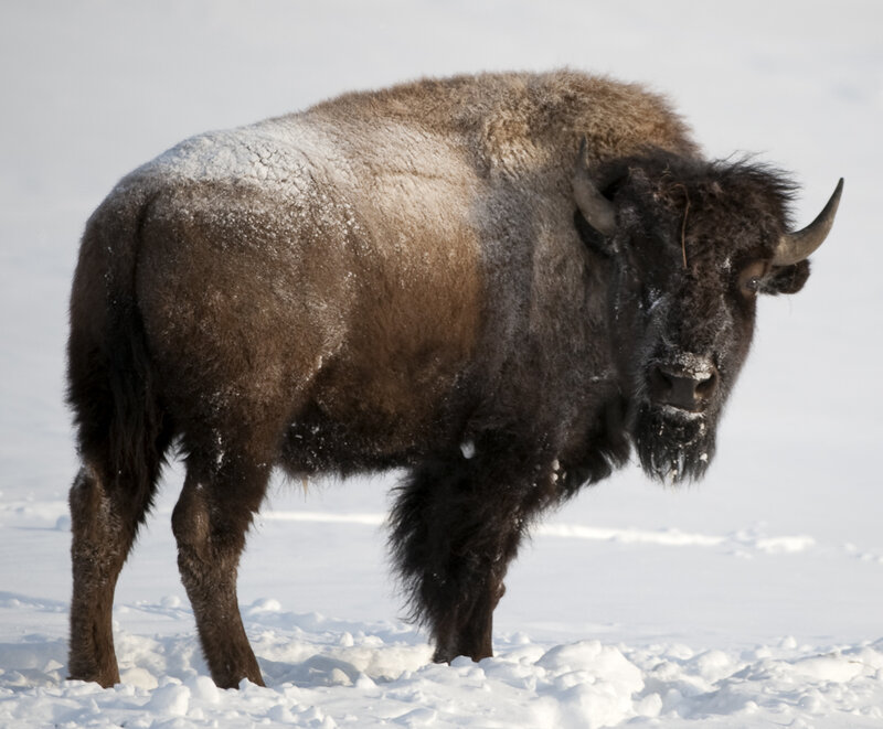 Bison in Snow — Brown, Cold