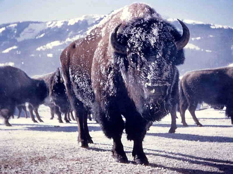 Bison in Snow — Brown, Cold, Winter, Photograph