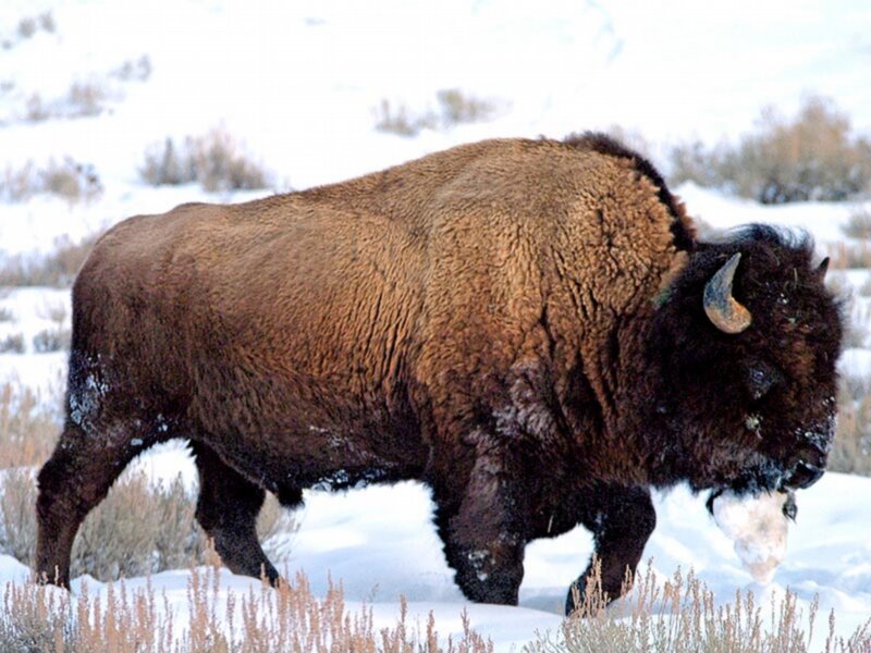 Bison in Snow — Brown, Cold, Winter