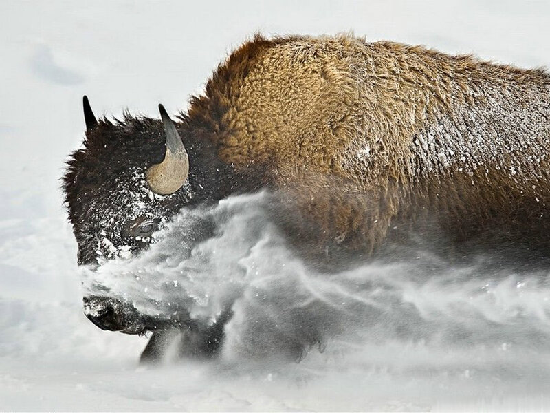 Bison in Snow — Brown, Dynamic