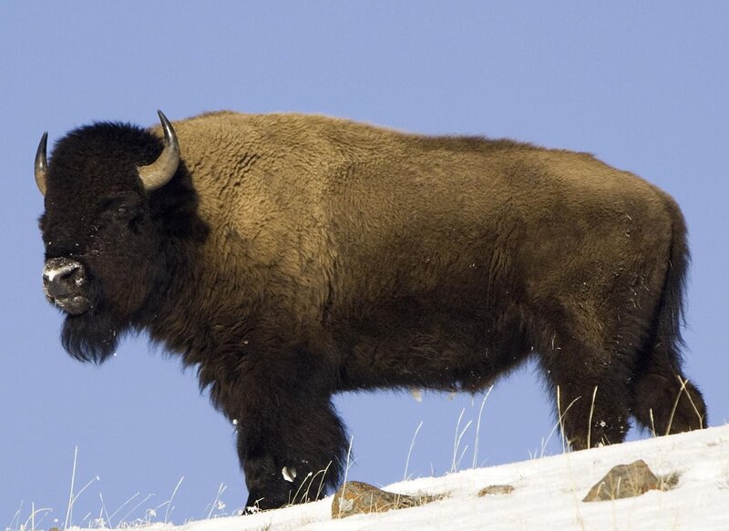 Bison in Snow — Brown, Serene