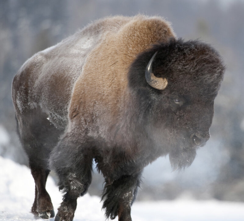 Bison in Snow — Brown