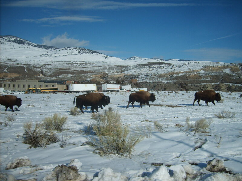 Bison in Snow