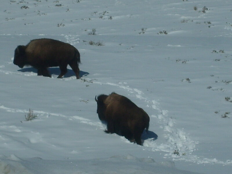 Bison in Snow — White, Calm