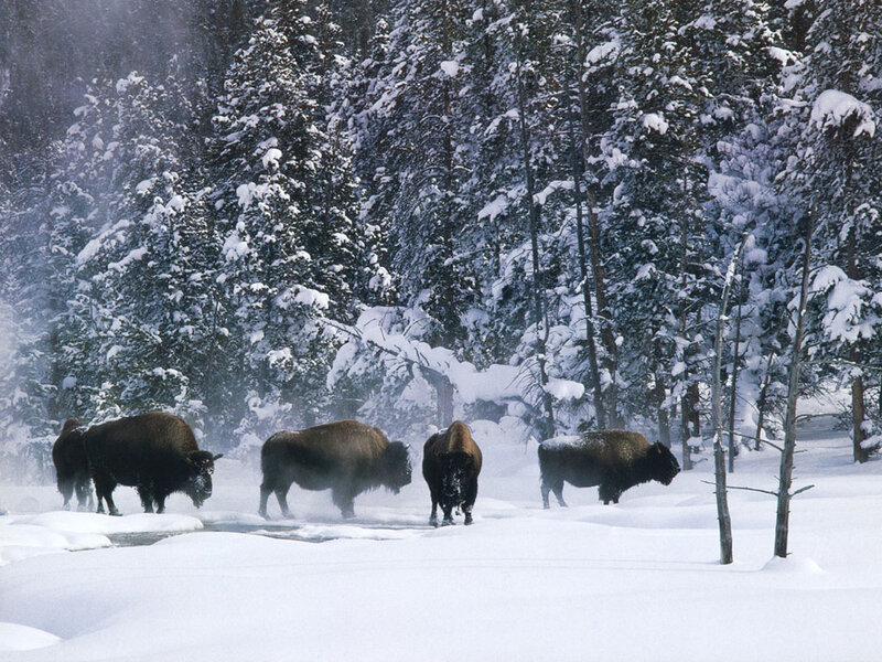 Bison in Snow — White, Cold