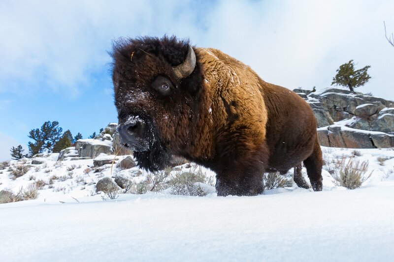 Bison in Snow — White, Cold, Winter, Photograph, Rocks