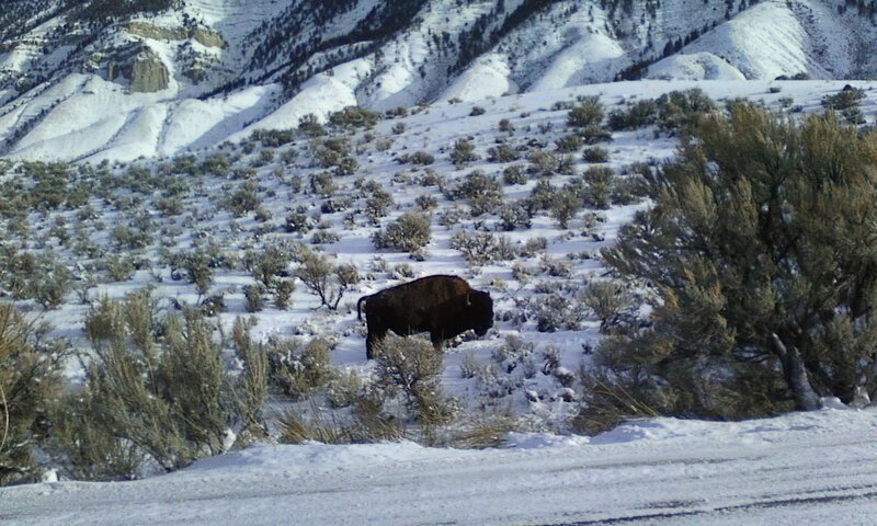 Bison in Snow — White, Cold, Winter, Photograph