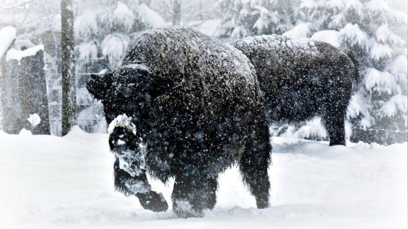 Bison in Snow — White, Cold, Winter, Photograph, Trees
