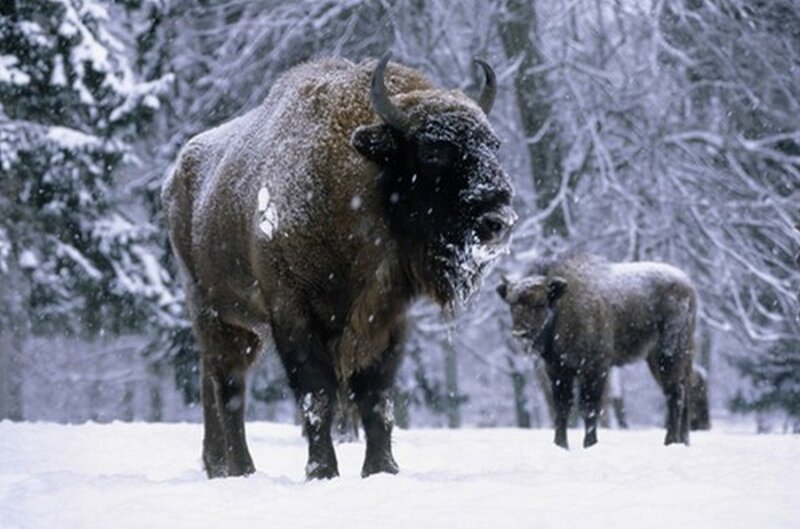 Bison in Snow — White, Cold, Winter