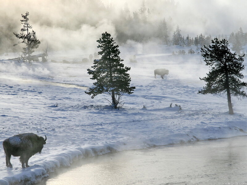 Bison in Snow — White, Misty