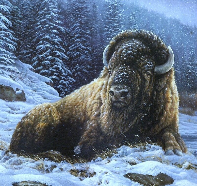Bison in Snow — White, Serene