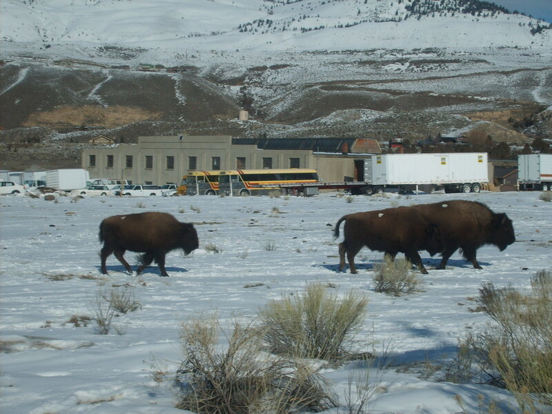 Bison in Snow — White