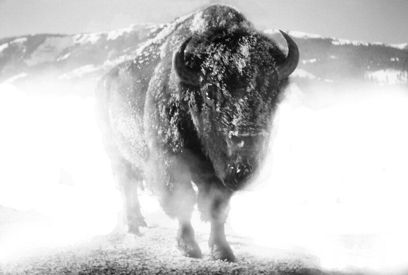 Bison in Snowstorm
