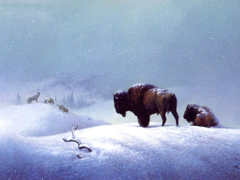 Bison in Snowstorm — White, Cold