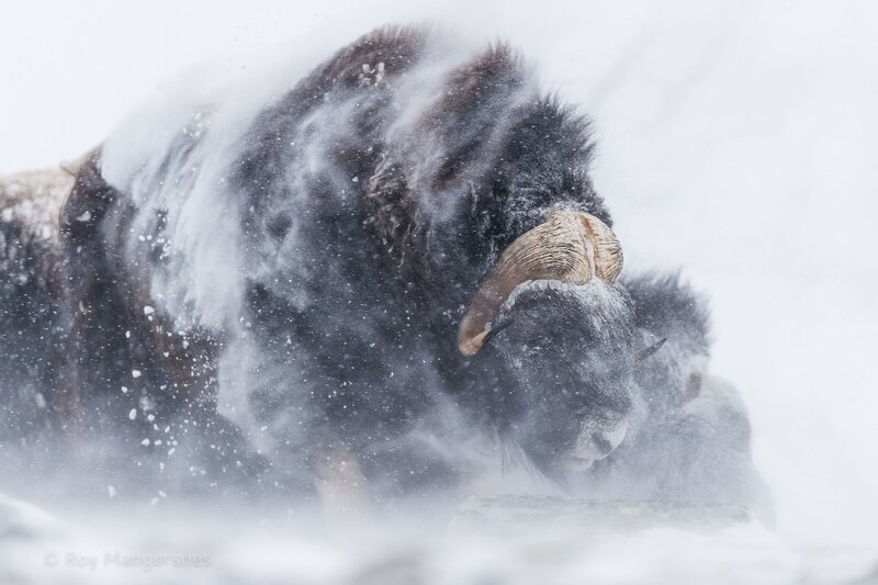 Bison in Snowstorm — White