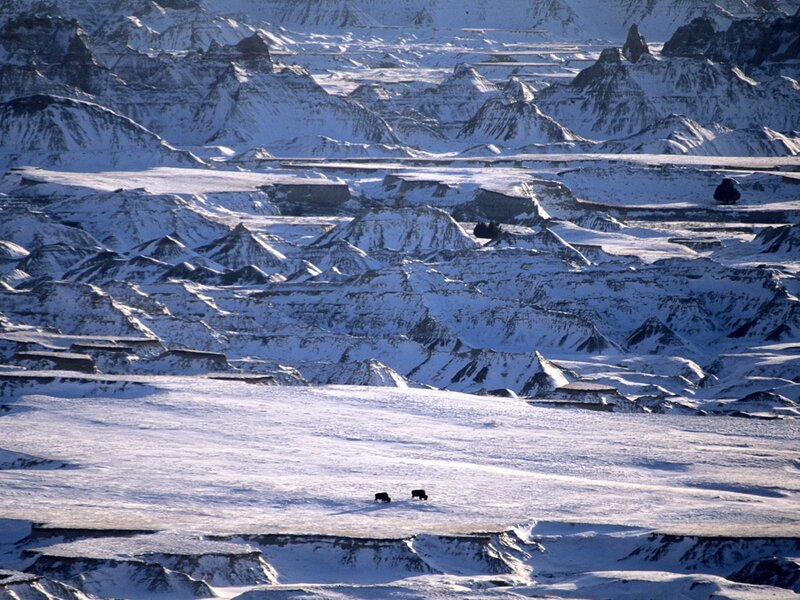 Bison in snowy badlands